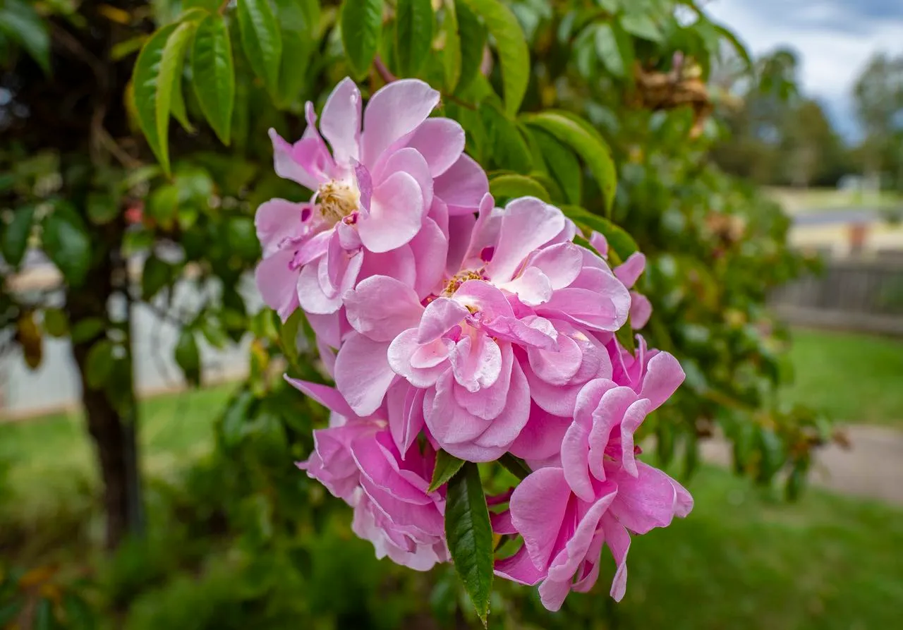 Beautiful gardens at Gracevale Lodge