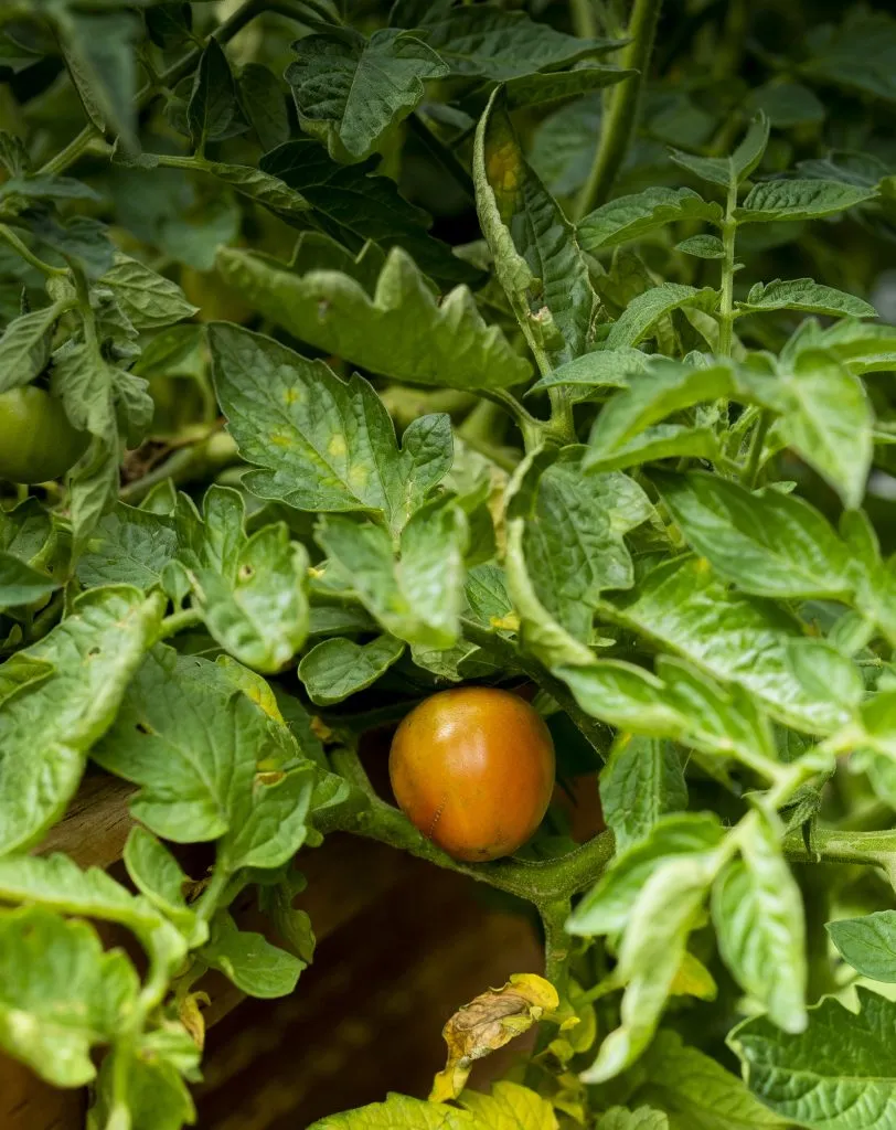 Freshly grown produce at Gracevale Lodge